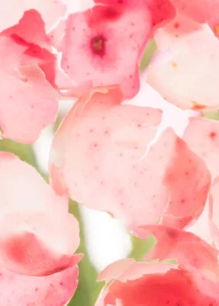 & Other Stories Fragrances | Sicilian Sunrise Eau De Toilette